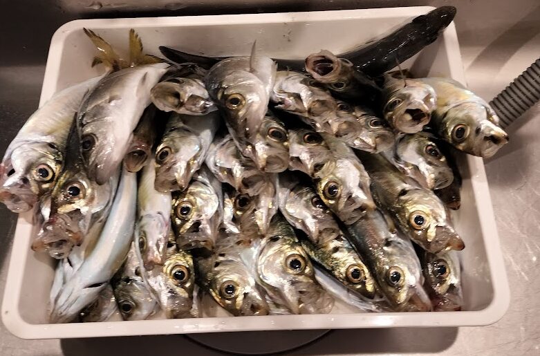 【初心者向け】サビキ釣りの始め方｜必要な道具・仕掛け・釣り方を解説