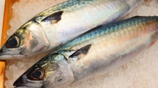 【サバ】釣れたサバをおいしく食べる！定番サバ料理5選！