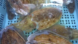 【コウイカ】釣り人がハマる絶品コウイカ料理5選
