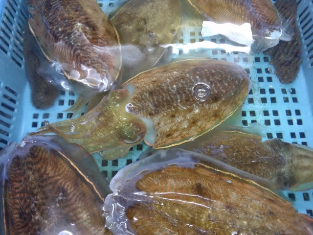 【コウイカ】釣り人がハマる絶品コウイカ料理5選