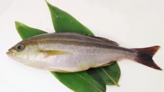 【イサキ】釣り人がハマる絶品イサキ料理5選