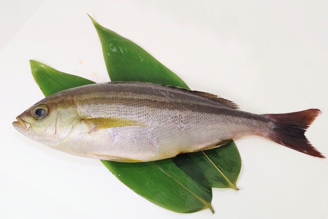 【イサキ】釣り人がハマる絶品イサキ料理5選