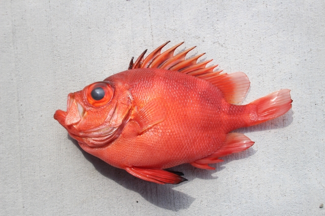【キントキ】釣り帰りにすぐ作れる、簡単キントキ料理5選