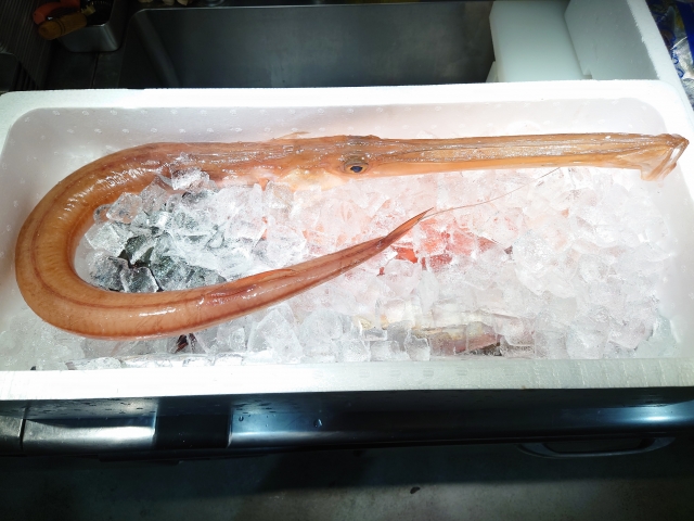【ヤガラ】釣り帰りにすぐ作れる、簡単ヤガラ料理5選