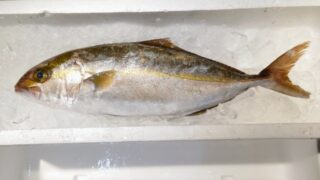 【カンパチ】釣り人がハマる絶品料理5選