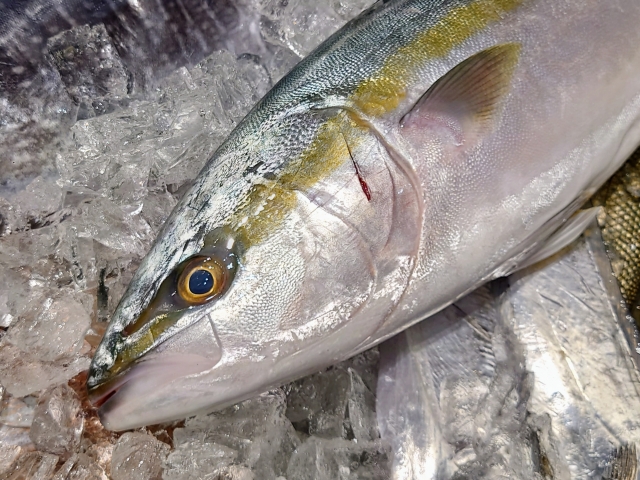 【ブリ】釣り人がハマる絶品料理5選