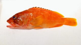 【ハタ】釣れたらこれを作ろう!ハマる絶品料理5選