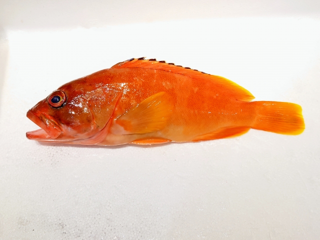 【ハタ】釣れたらこれを作ろう！ハマる絶品料理5選