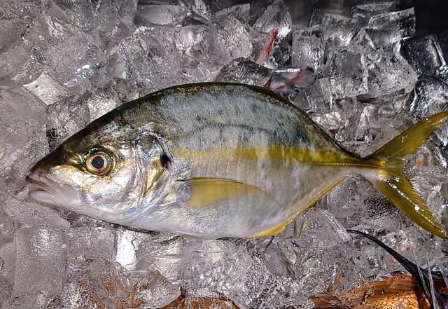 【シマアジ】釣り帰りにすぐ作れる、簡単シマアジ料理５選