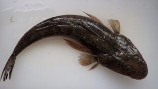 【マゴチ】釣り帰りにすぐ作れる、簡単マゴチ料理５選