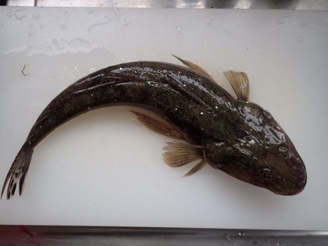 【マゴチ】釣り帰りにすぐ作れる、簡単マゴチ料理５選