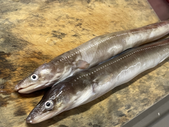 【アナゴ】釣り帰りにすぐ作れる、簡単アナゴ料理５選
