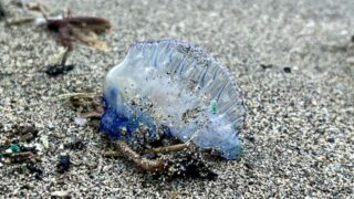 【危険生物まとめ】子どもと行く磯遊びガイド|初心者向け安全対策・持ち物・注意点