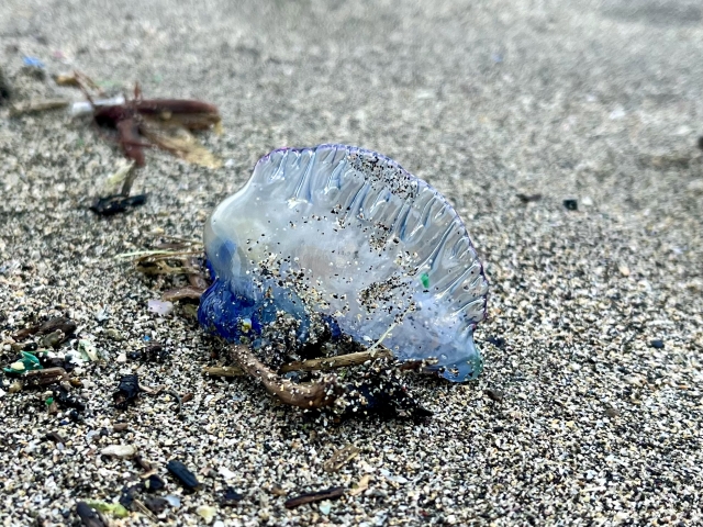 【危険生物まとめ】子どもと行く磯遊びガイド|初心者向け安全対策・持ち物・注意点